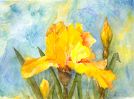 Nome del file=Iris.jpg
Dimensione del file=144KiB
Dimensioni=700x519
Aggiunta il=30 Nov 2004 Iris.jpg